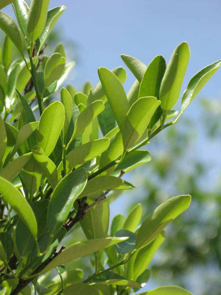              Sun leaves (Winter Haven, FL)       